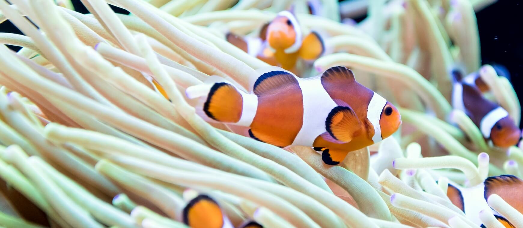 clownfish in anemone